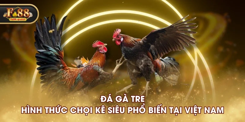 Đá gà tre - Hình thức chọi kê siêu phổ biến tại Việt Nam Đá gà tre - Hình thức chọi kê siêu phổ biến tại Việt Nam